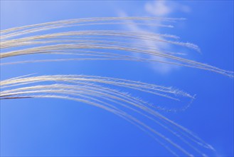 Feather grass (Stipa pennata) swaying in the wind against a blue sunny sky in summer