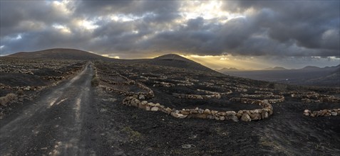 Grapevines growing in black volcanic soil in protected enclosed pits, La Geria, Lanzarote, Canary