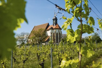 Pilgrimage church Maria im Weingarten, Volkach, Mainfranken, Lower Franconia, Franconia, Bavaria,