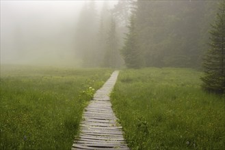 Hühnermoos on a cloudy day with fog, a high moor at Söllereck near Oberstdorf, Allgäu Alps, Allgäu,