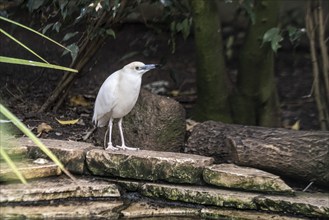 Malagasy pond heron (Ardeola idae), Walsrode Bird Park, Lower Saxony, Germany, Europe