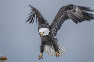 Bald eagle, Haliaeetus leucocephalus, flying, adult, winter, Homer, Alaska, USA, North America