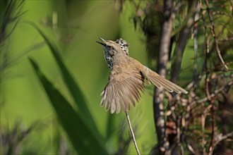 Spotted Prinia (Prinia maculosa), adult, on wait, singing, Kirstenbosch Botanical Gardens, Cape