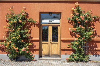 Roses at a gate in a small street in the idyllic downtown of Ystad, Skåne county, Sweden,