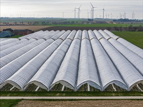 Open field strawberry cultivation in a foil greenhouse, young strawberry plants growing, near