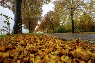 Country road, autumn, fog, rainy weather, tree avenue, wet road, leaves