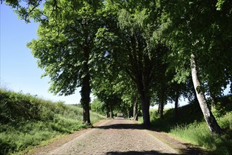 Europe, Germany, Mecklenburg-Western Pomerania, old avenue with cobblestones near Kaarz, Kaarz,