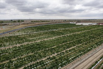 Avondale, Colorado, Cannabis growing at the Mammoth Farms facility (formerlly Los Suenos), near