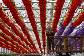 Horticultural business, flower pots, so-called petunia ampel, grow in a greenhouse, under the glass