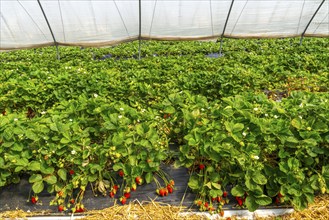 Harvest of strawberries, strawberry cultivation in the open, under a foil tunnel, young strawberry