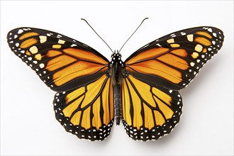 Monarch Butterfly on white background. Generative Ai, AI generated