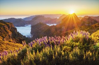 View from Pico do Arieiro of mountains over clouds with Pride of Madeira flowers and blooming