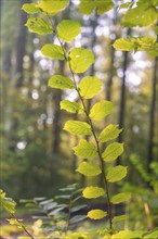 Close-up of a green leaf in the forest light, forest pasture project, compensation for Hermann