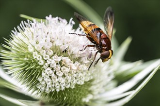 Hornet mimic hoverfly (Volucella zonaria) on teasel (Dipsacus sylvestris), Emsland, Lower Saxony,