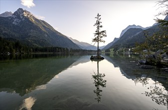 Rocky island with tree in the lake, reflection in Hintersee, at sunset, Berchtesgaden National