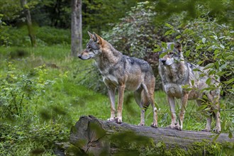 Two Eurasian wolves, European grey wolves (Canis lupus lupus) hunting in forest, woodland