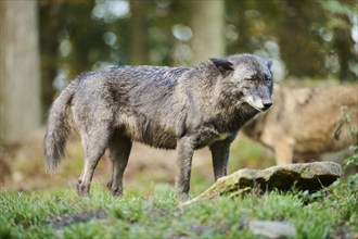 Eastern wolf (Canis lupus lycaon) standing on a meadow, Bavaria, Germany, Europe