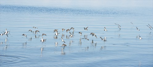 Ruddy turnstone (Arenaria interpres), little ringed plover (Charadrius hiaticula) and sanderlings