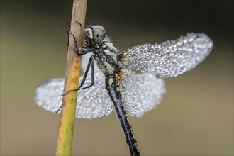 Black Darter (Sympetrum danae), Emsland, Lower Saxony, Germany, Europe