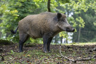 Wild boar (Sus scrofa), boar, Vulkaneifel, Rhineland-Palatinate, Germany, Europe