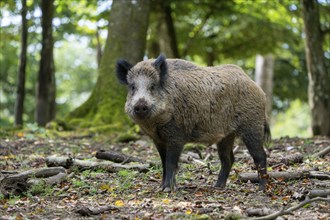 Wild boar (Sus scrofa), Vulkaneifel, Rhineland-Palatinate, Germany, Europe