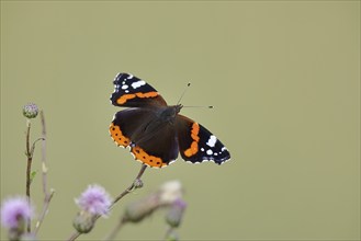 Admiral butterfly (Vanessa atalanta), butterfly sucking nectar from a thistle flower, insect,