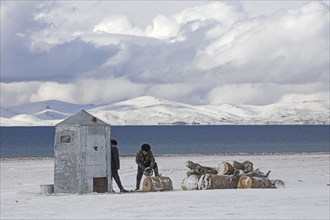 Kyrgyz men cutting wood with chainsaw in the snow along Song Kul, Song Kol lake in the Tian Shan