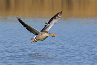 Greylag goose, graylag goose (Anser anser) taking off from water of lake in spring