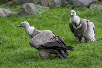 Two griffon vulture, Eurasian griffons (Gyps fulvus) scavenger bird native to southern Europe,