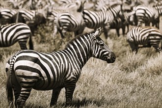 Zebras (Equus burchelli), Serengeti National Park, Tanzania, Africa