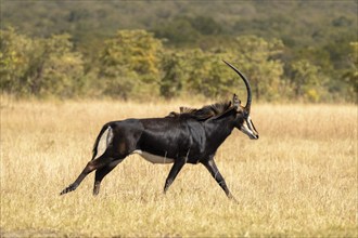 Sable Antelope (Hippotragus niger) running in the African savanna. Side view of the wild animal