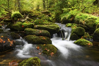 Stream in autumn, Kleine Ohe, Bavarian Forest National Park, Bavaria, Germany, Europe