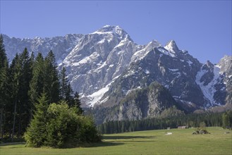 Alpine meadow with the Mangart mountain range behind it, Lago Fusine, Tarvisio, province of Udine,