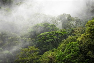 Fog drifts through the rainforest, treetops in the dense forest, mountain rainforest, Alajuela