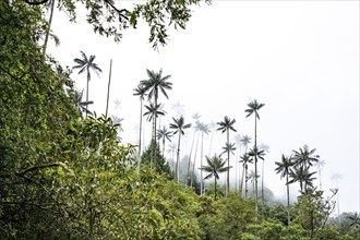 Quindio wax palm (ceroxylon quindiuense), Cocora Valley, Salento, Quindio, Colombia, South America