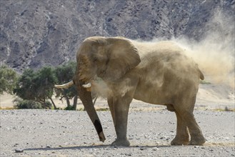 Desert elephant (Loxodonta africana) taking a sand bath in the Hoanib dry river, Kaokoveld, Kunene