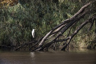 Great White Egret (Ardea alba), Emsland, Lower Saxony, Germany, Europe