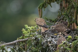 Common kestrel (Falco tinnunculus), female adult bird with fledglings not yet ready to fly at the