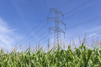 Symbolic image, renewable energies, maize plants, biogas plant, feed maize, high-voltage pylons,