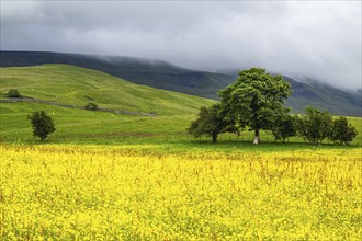 Farms in Yorkshire Dales National Park, North Yorkshire, England, United Kingdom, Europe