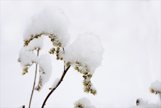 Grass with Snow in a Winter Day in Locarno, Ticino, Switzerland, Europe