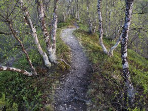 Hairy Birch (Betula pubescens) very old, stunted trees growing upon a hillside, covered in lichen,