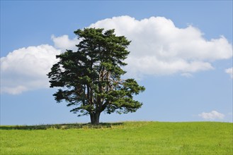 Old pine tree in Oberägeri, Canton Zug, Switzerland, Europe