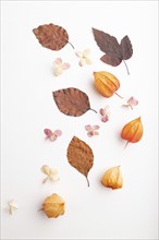 Composition with yellow and brown beech autumn leaves, physalis and hydrangea flowers, mockup on