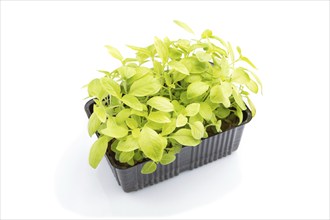 Plastic box with microgreen sprouts of basil isolated on white background. Side view, close up