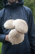 Mid section shot close-up of male holding parasol mushrooms (Macrolepiota procera), in his hands