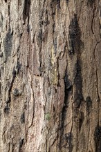 Background, texture, tree bark, Netherlands