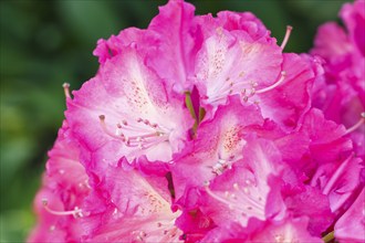 Rhododendron (azalea) flowers of various colors in the spring garden. Closeup. Blurred background