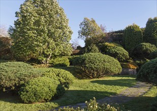 Cottage garden with green lawn, trees, hedges, trimmed bushes and large mountain pines. Modern