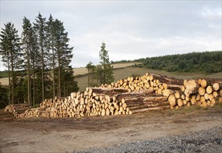 Tree felling forestry operations in Dartmoor national park, Bellever forest, Postbridge, Devon,